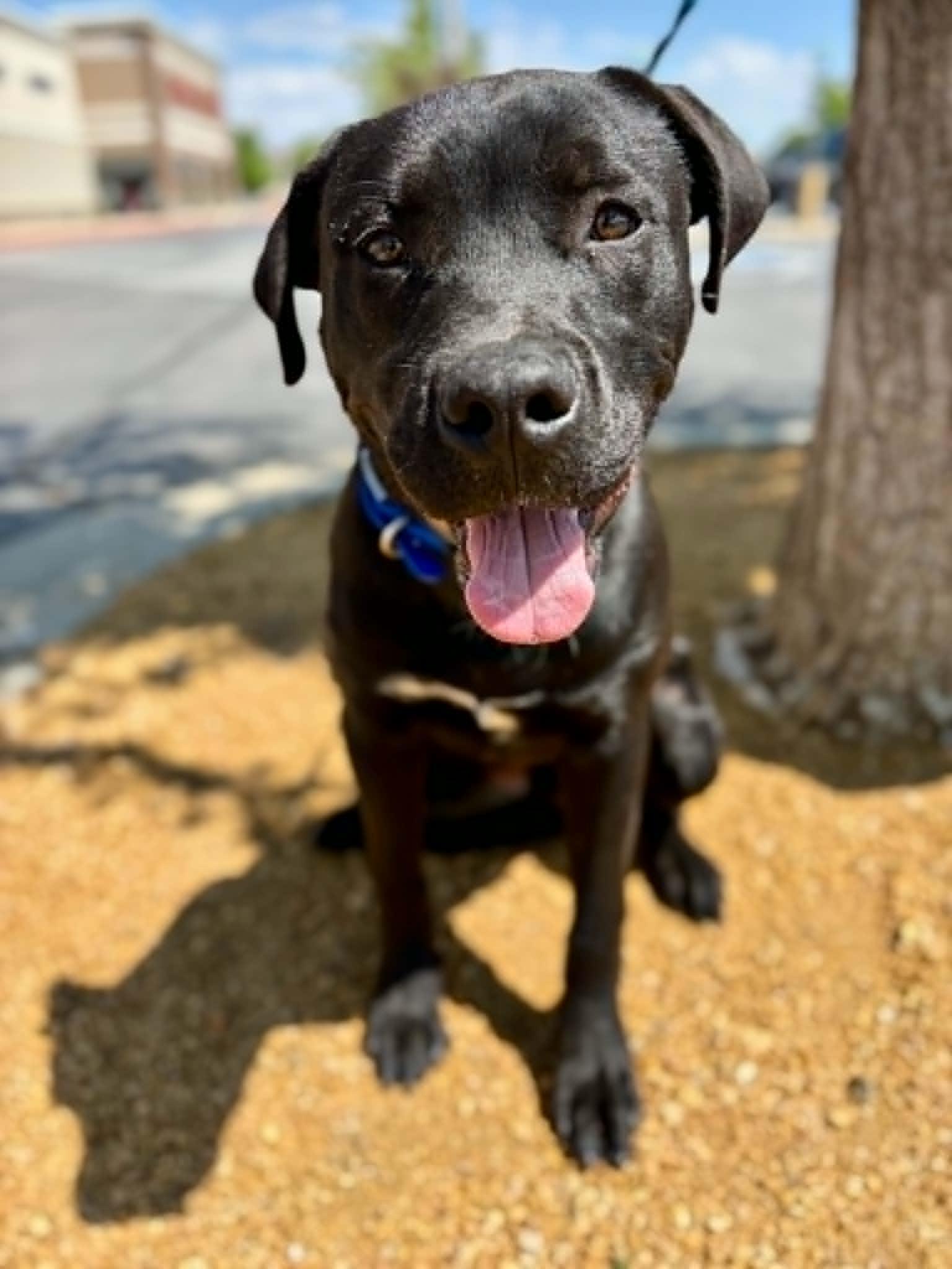 Shadow, a Adoptable mixed breed in Piedmont, OK image 3/6