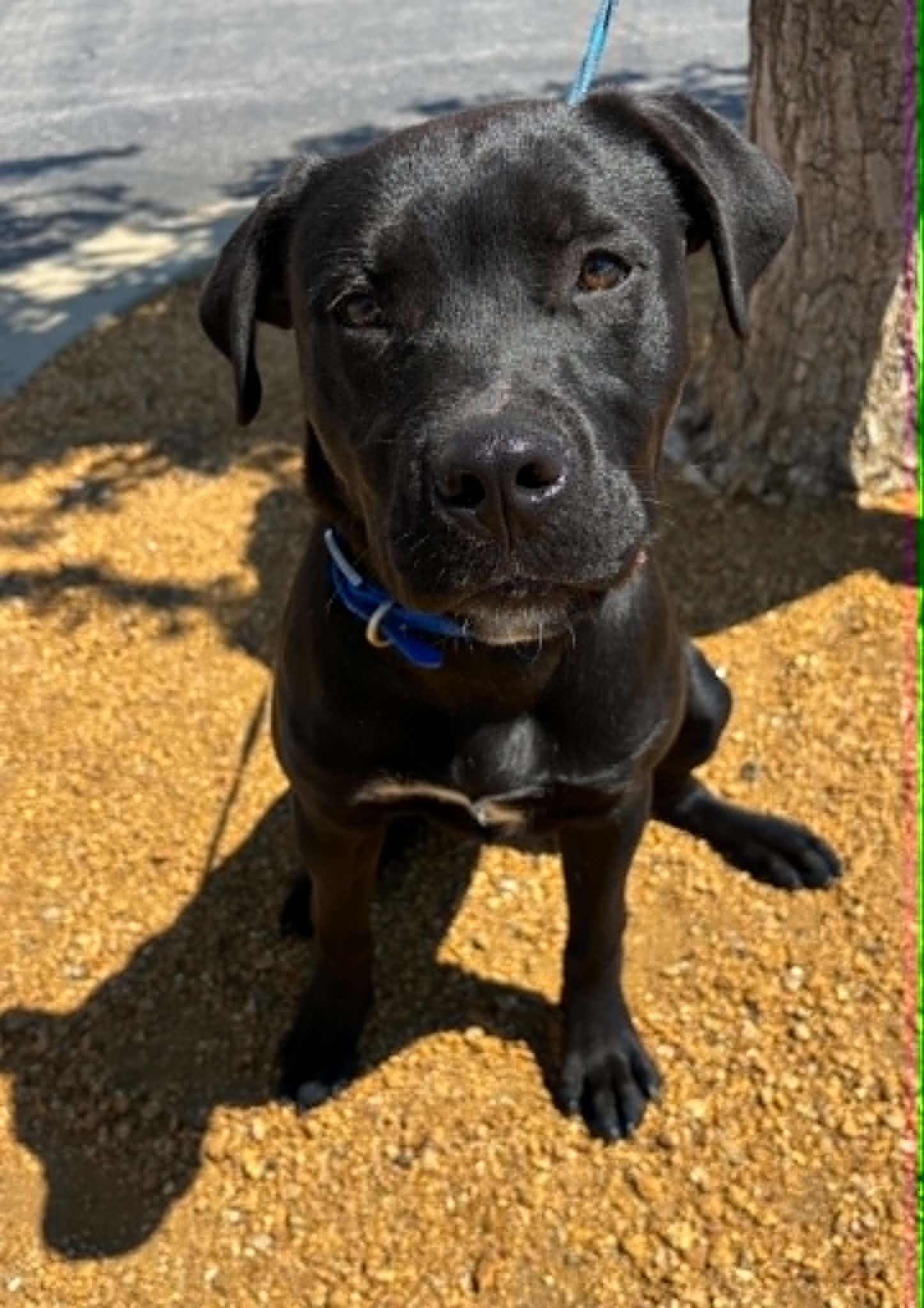 Shadow, a Adoptable mixed breed in Piedmont, OK image 4/6