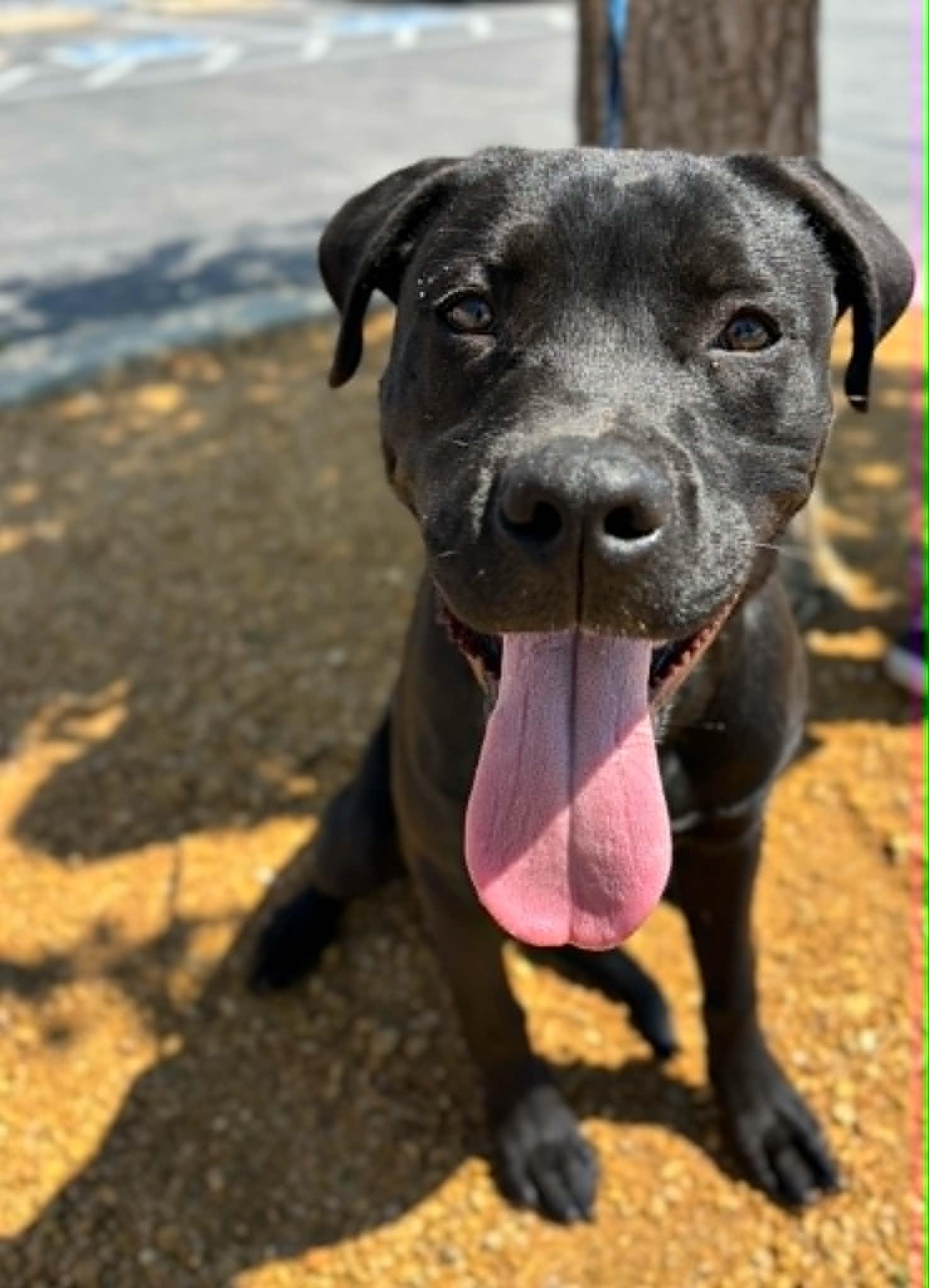 Shadow, a Adoptable mixed breed in Piedmont, OK image 5/6