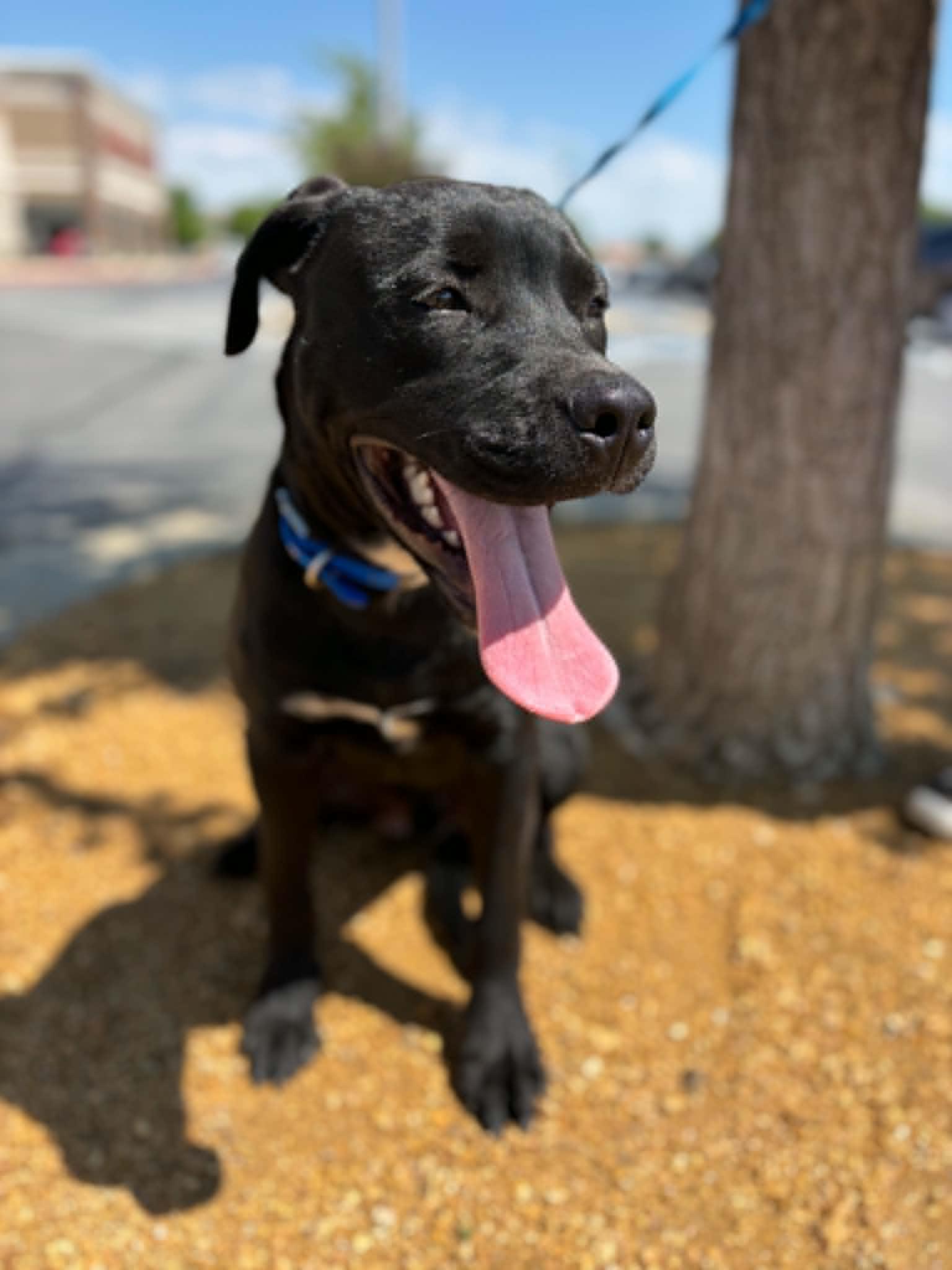 Shadow, a Adoptable mixed breed in Piedmont, OK image 6/6