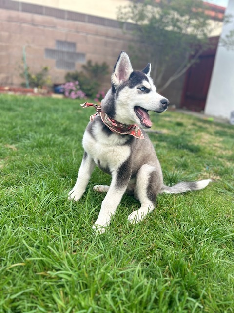 Enlarge Stormy Sky, a Adopted mixed breed in Torrance, CA image 1/13
