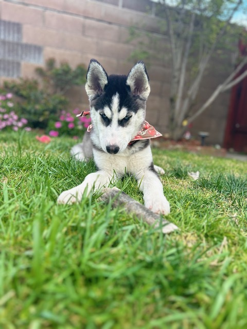 Enlarge Stormy Sky, a Adopted mixed breed in Torrance, CA image 2/13