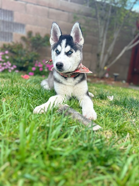 Enlarge Stormy Sky, a Adopted mixed breed in Torrance, CA image 3/13