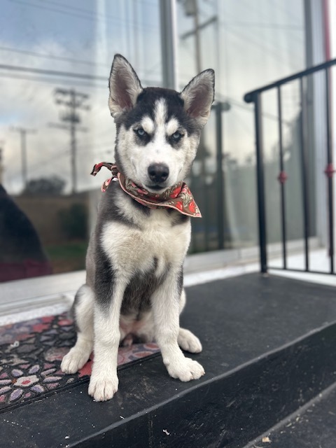 Enlarge Stormy Sky, a Adopted mixed breed in Torrance, CA image 4/13
