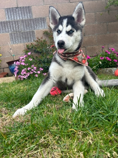 Enlarge Stormy Sky, a Adopted mixed breed in Torrance, CA image 5/13