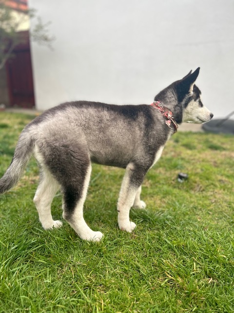 Enlarge Stormy Sky, a Adopted mixed breed in Torrance, CA image 6/13