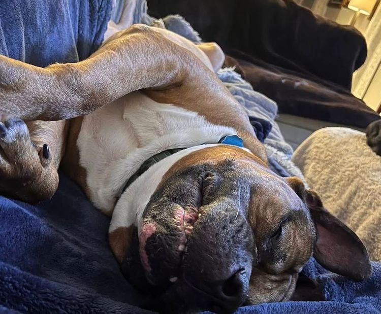 Nemo, an adoptable Bullmastiff in Larkspur, CO, 80118 | Photo Image 3