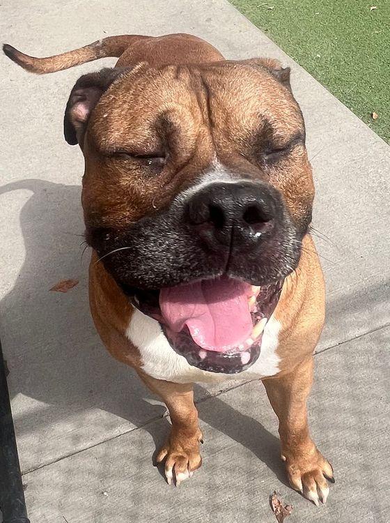 Enlarge Nemo, a Adoptable Bullmastiff in Larkspur, CO image 2/4