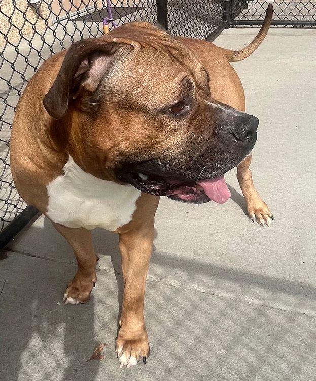 Enlarge Nemo, a Adoptable Bullmastiff in Larkspur, CO image 3/4