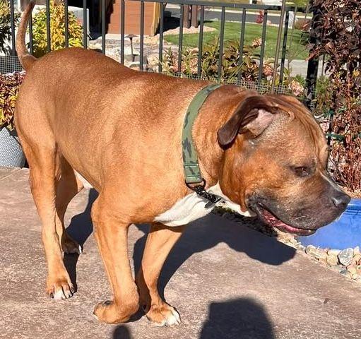 Enlarge Nemo, a Adoptable Bullmastiff in Larkspur, CO image 4/4