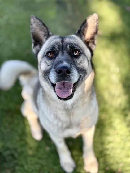 Lydia, a Adoptable mixed breed in Red Bluff, CA image 2/3