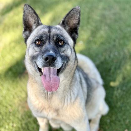 Lydia, Adoptable, Adult Female Shepherd & Siberian Husky.
