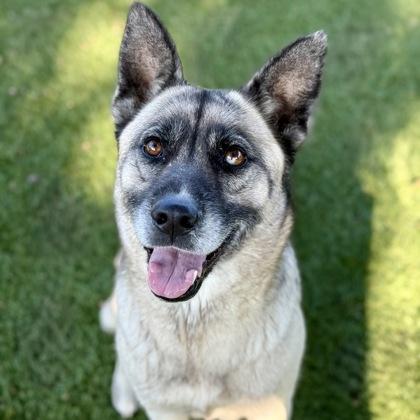 Lydia, a Adoptable mixed breed in Red Bluff, CA image 3/3