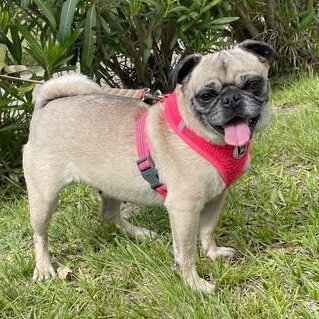 CAROLINE 3 yrs 15 lbs