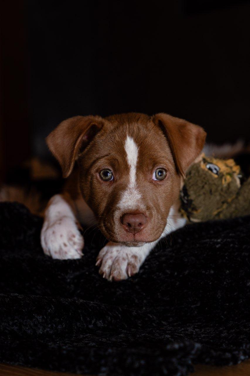 Ruby, ADOPTABLE, Puppy Female Australian Cattle Dog / Blue Heeler.