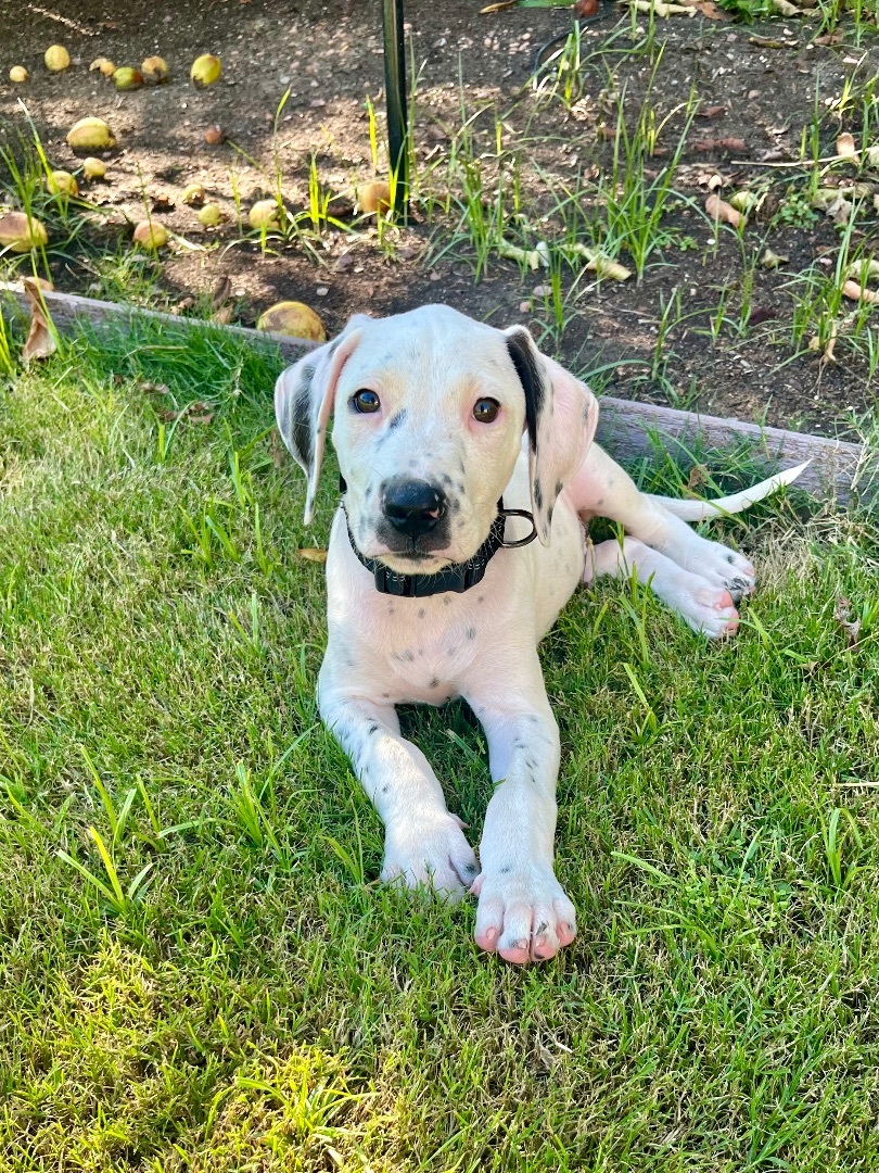 Domino, Adopted, Puppy Male Dalmatian.