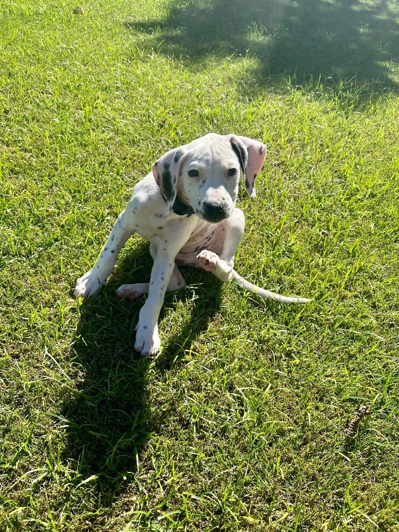 Domino, a Adopted Dalmatian in Coachella, CA image 2/4