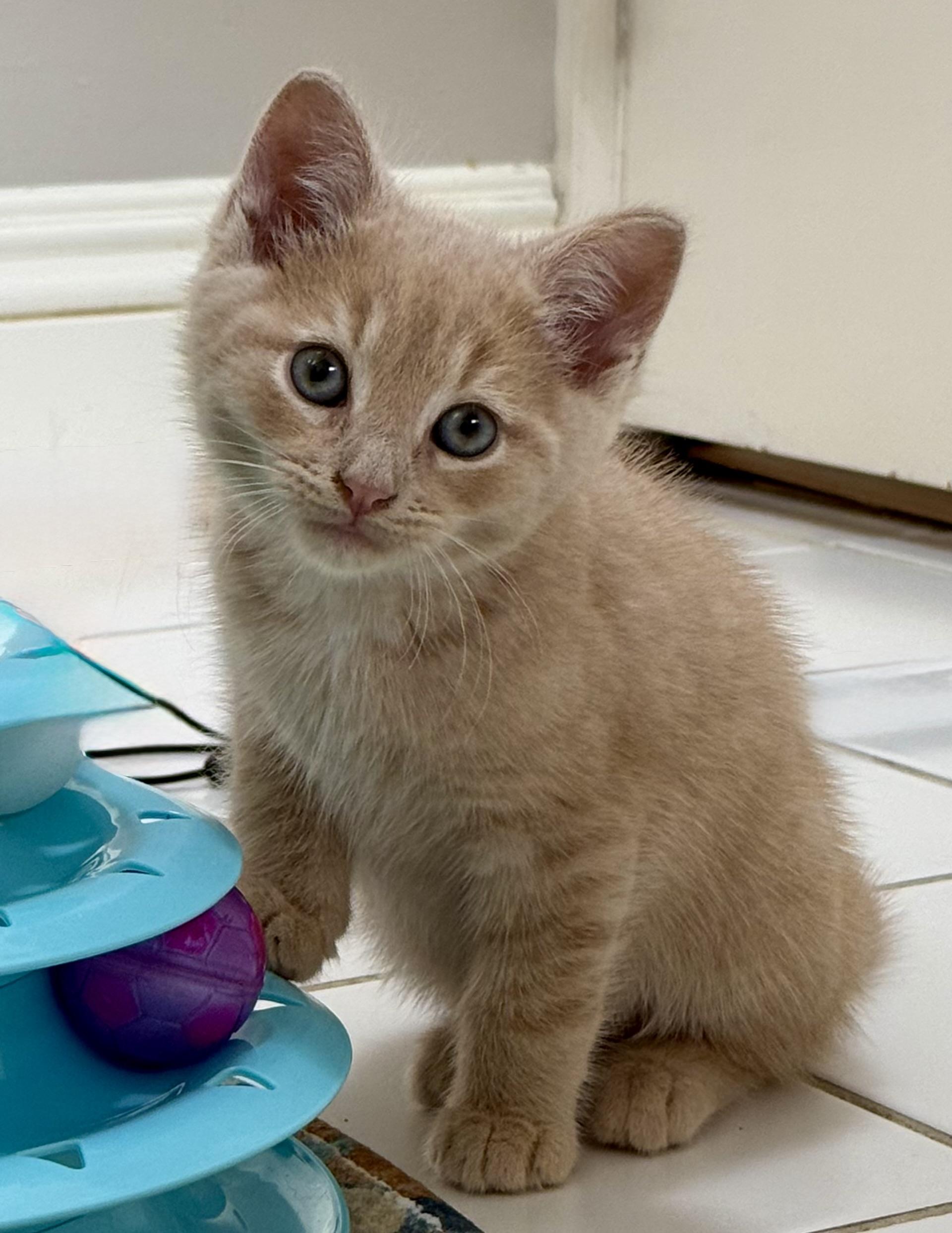 Ross, an adoptable Domestic Short Hair in Montclair, NJ image 2/5