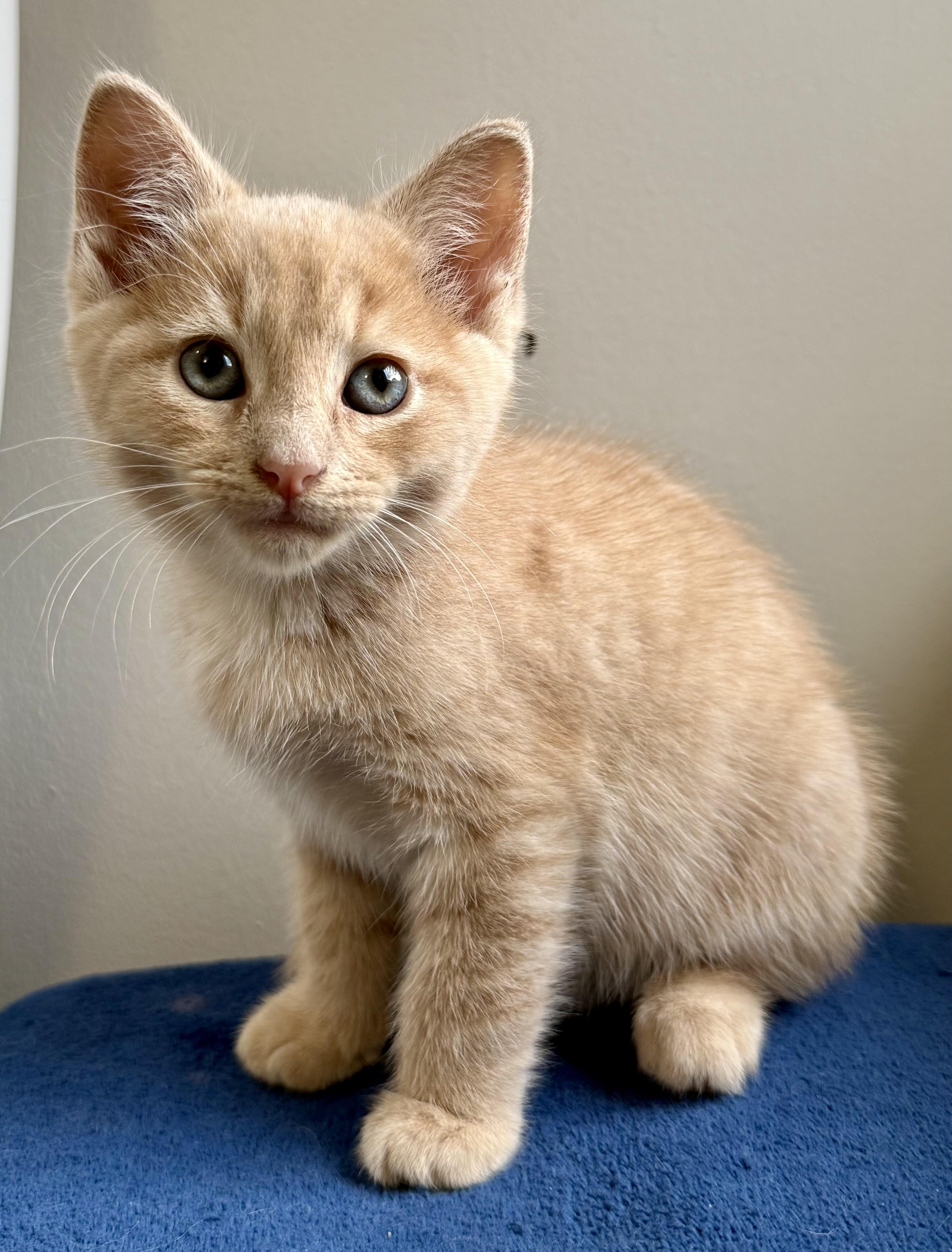 Ross, an adoptable Domestic Short Hair in Montclair, NJ image 4/5