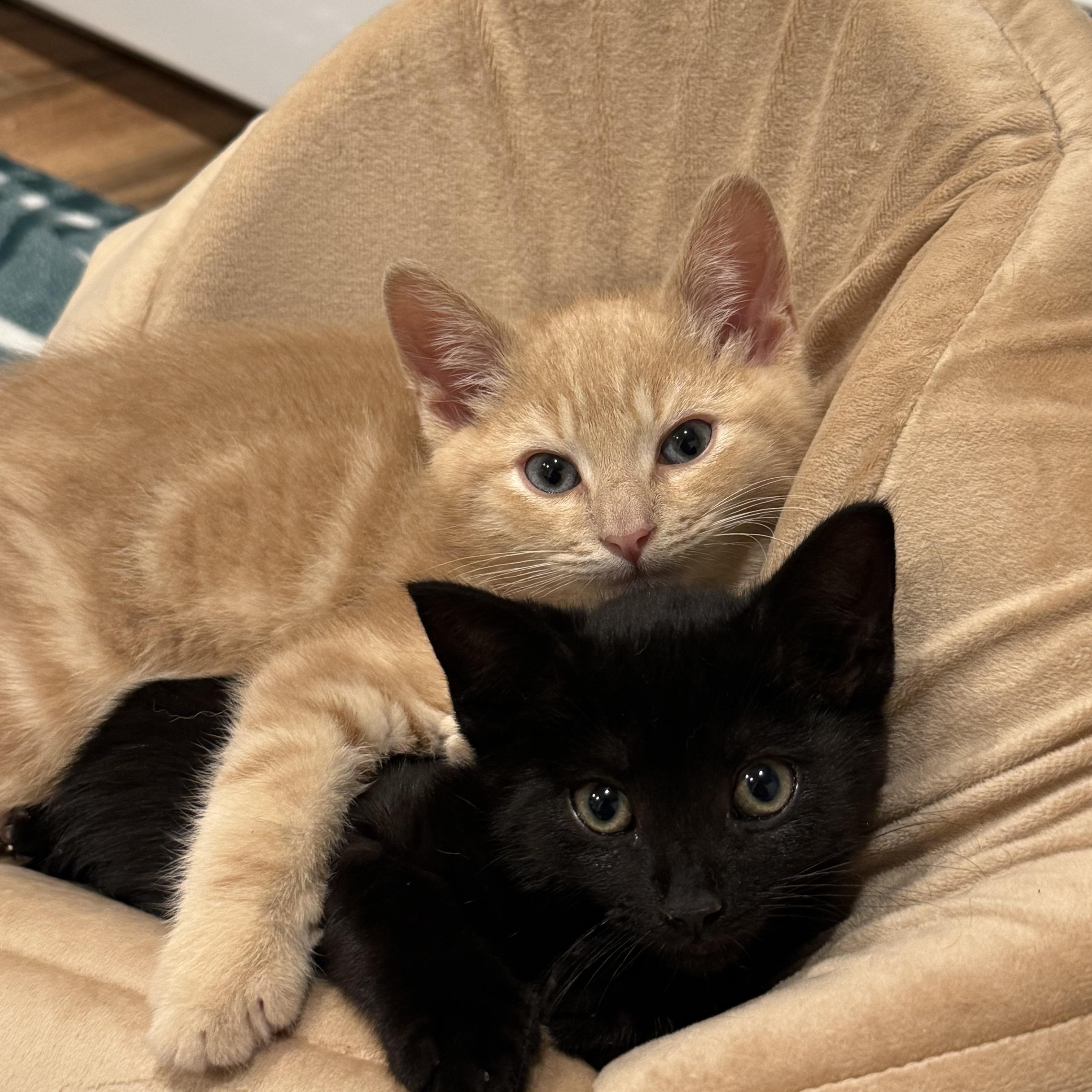 Ross, an adoptable Domestic Short Hair in Montclair, NJ image 5/5