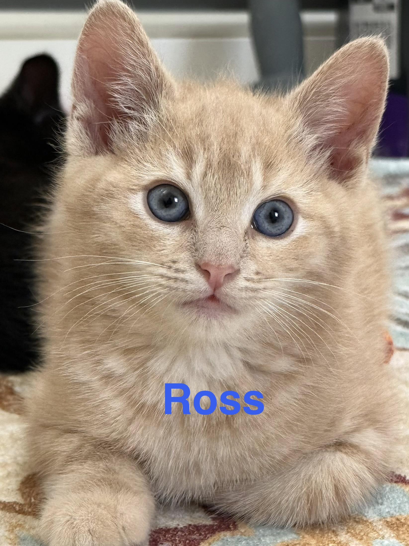 Ross, adoptable, Kitten Male Domestic Short Hair.