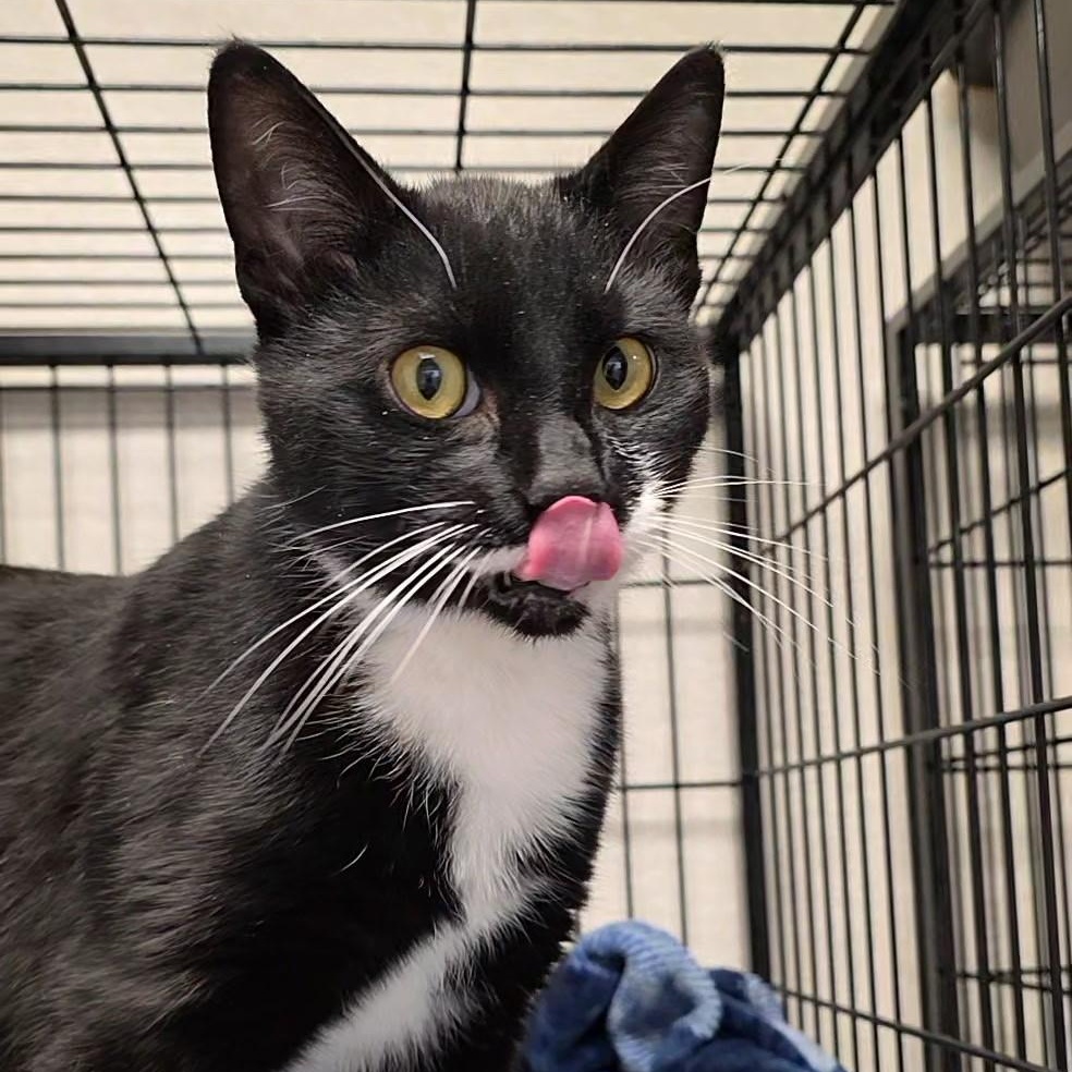 Enlarge Balthazar, a ADOPTABLE mixed breed in Smithtown, NY image 1/2