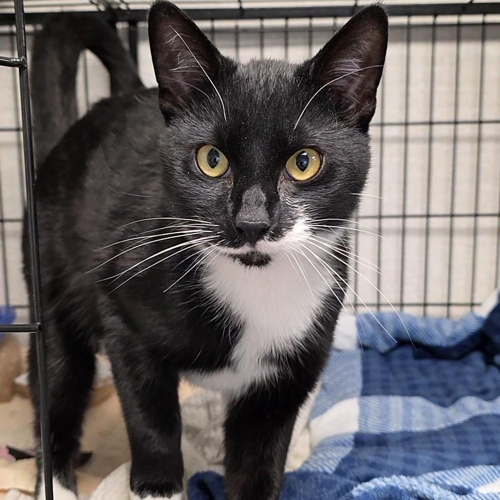 Enlarge Balthazar, a ADOPTABLE mixed breed in Smithtown, NY image 2/2