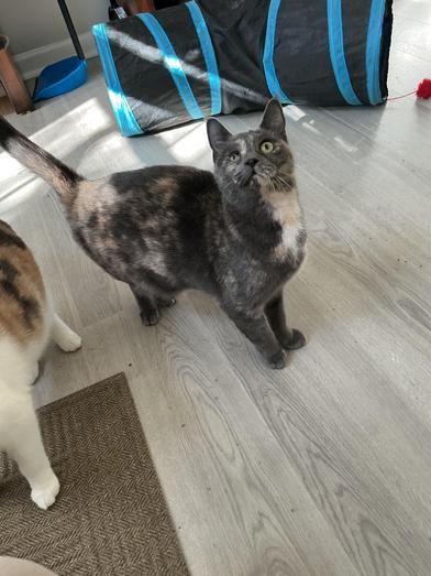 Lola — thumbnail 3