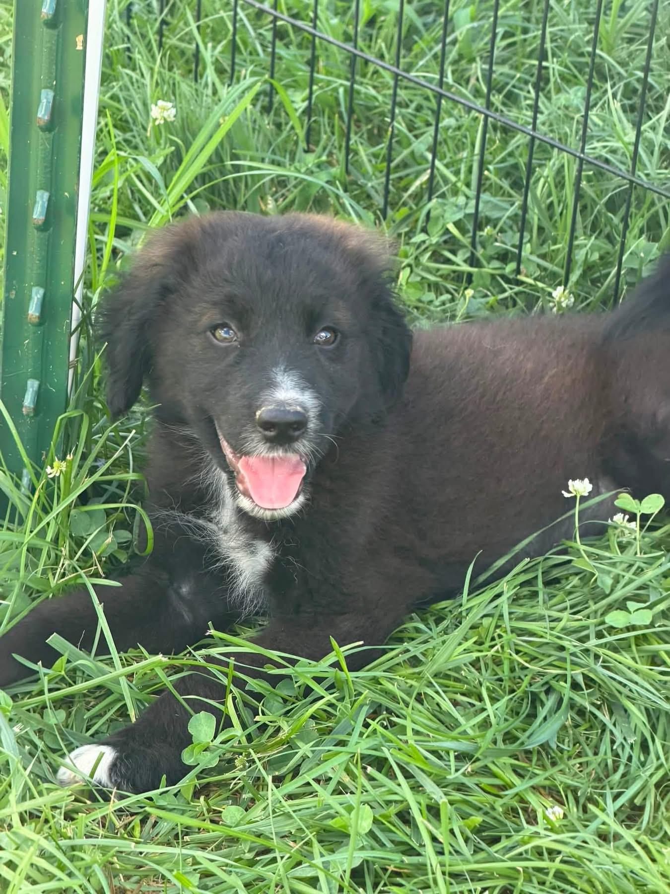 Austen, adopted, Puppy Male Goldendoodle.