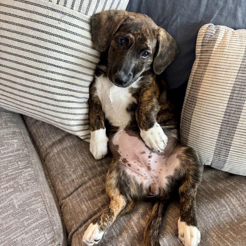 Lois, Adopted, Young Female Corgi.