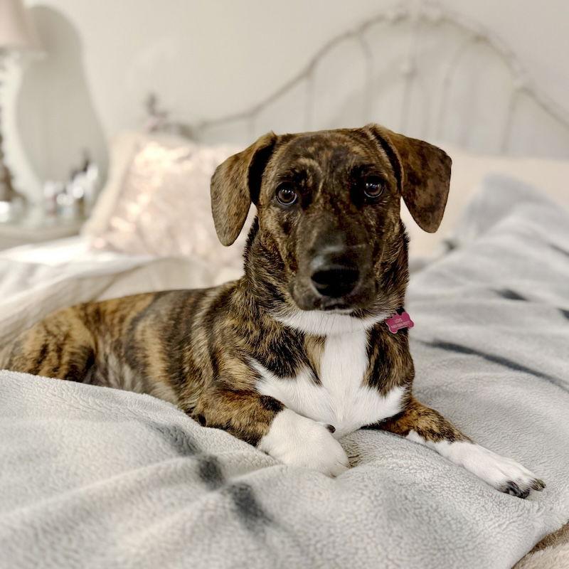 Enlarge Lois, a Adopted Corgi in San Juan Capistrano, CA image 2/3