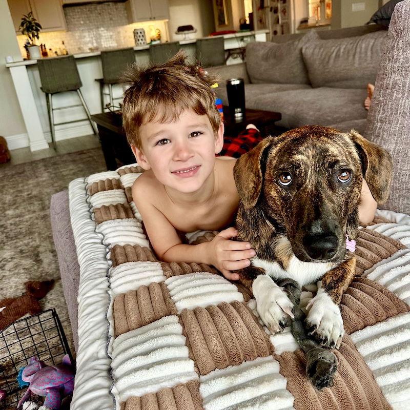 Enlarge Lois, a Adopted Corgi in San Juan Capistrano, CA image 3/3