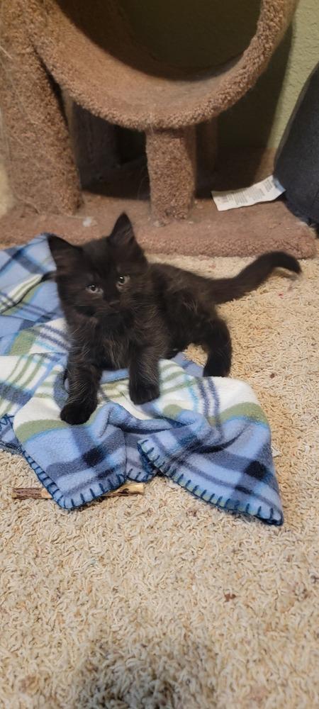 Enlarge Suvi, a Adoptable Domestic Short Hair in Bellingham, WA image 1/4