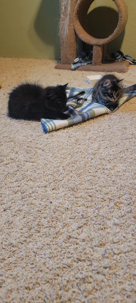 Enlarge Suvi, a Adoptable Domestic Short Hair in Bellingham, WA image 2/4