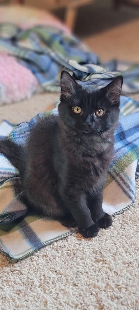 Enlarge Suvi, a Adoptable Domestic Short Hair in Bellingham, WA image 3/4