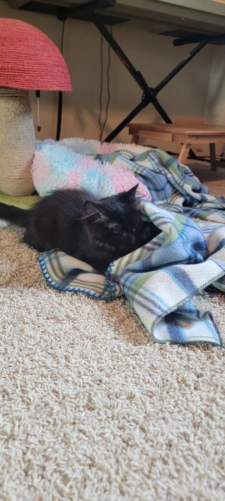 Enlarge Suvi, a Adoptable Domestic Short Hair in Bellingham, WA image 4/4