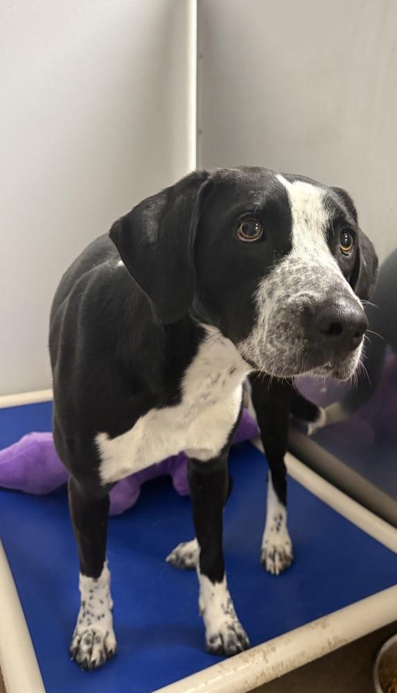 Enlarge Summer, a Adopted mixed breed in Bolivar, MO image 2/2