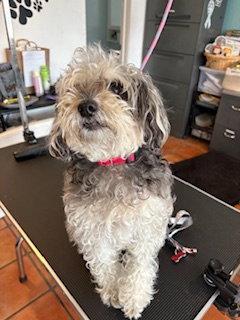 Enlarge Ginny, a Adopted mixed breed in San Diego, CA image 1/2