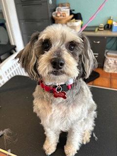 Enlarge Ginny, a Adopted mixed breed in San Diego, CA image 2/2