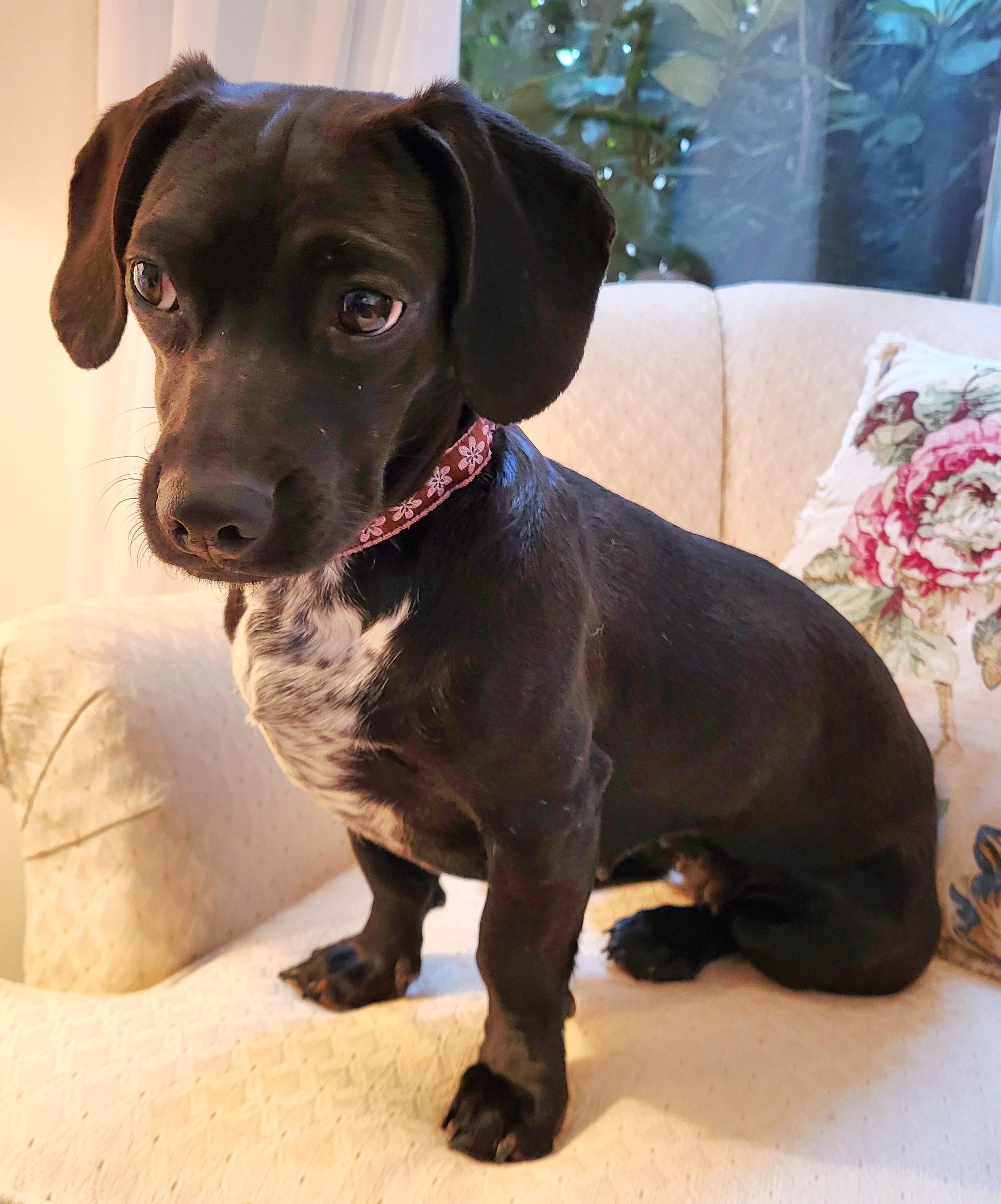Enlarge DOTTIE, a Adoptable mixed breed in Barium Springs, NC image 1/6