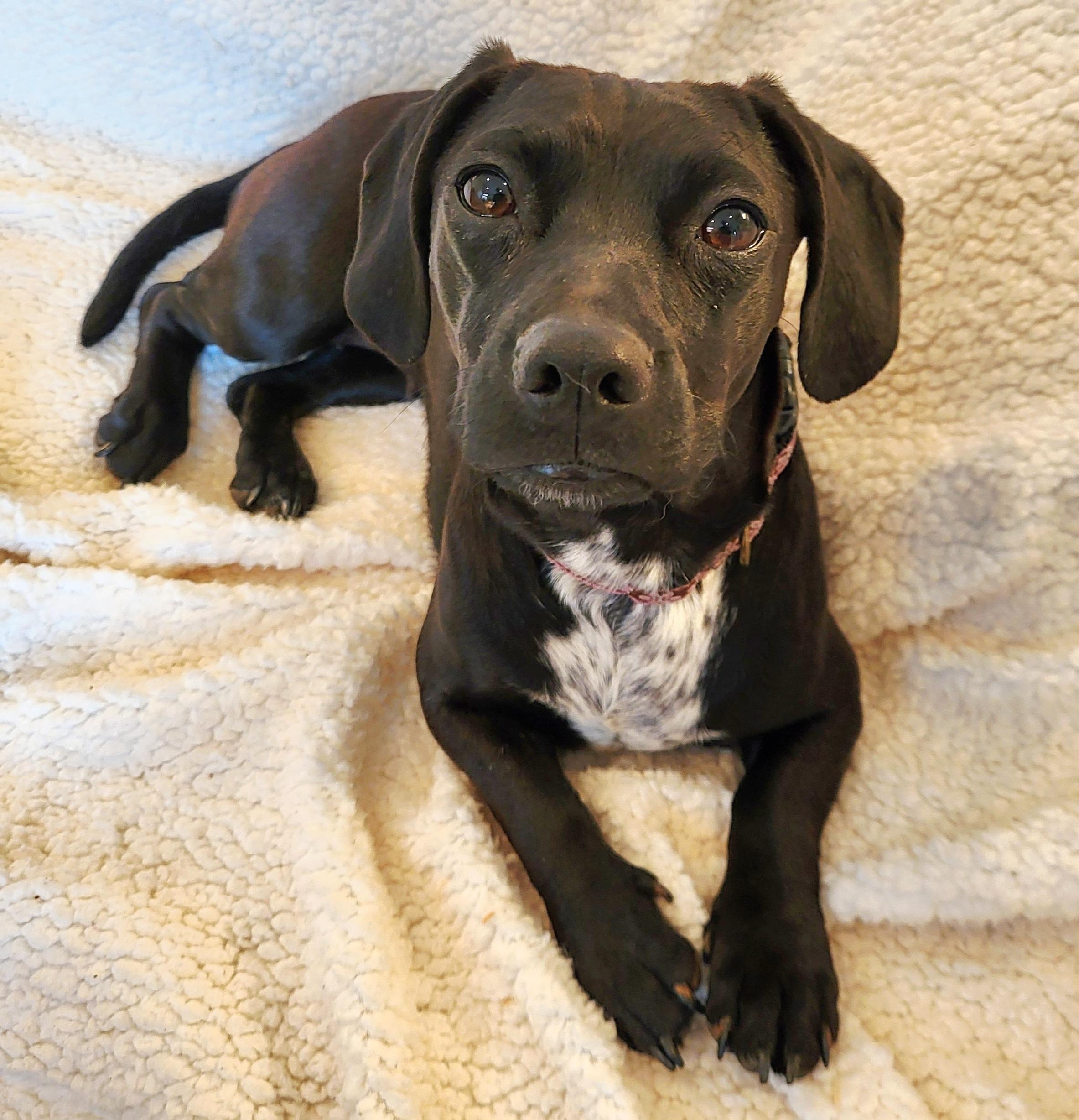 Enlarge DOTTIE, a Adoptable mixed breed in Barium Springs, NC image 2/6