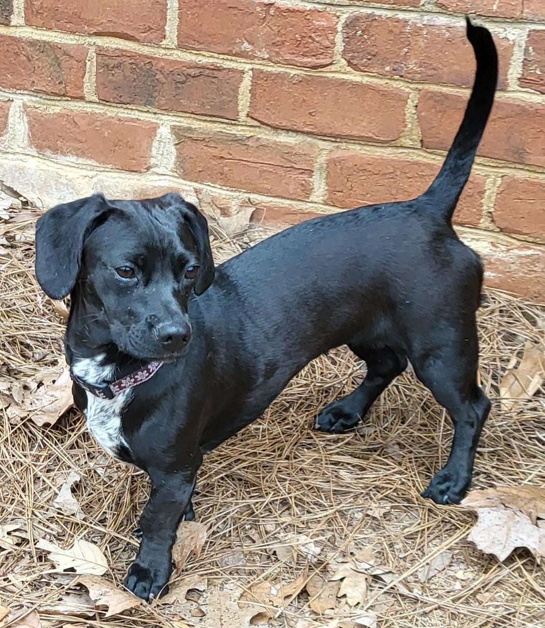 Enlarge DOTTIE, a Adoptable mixed breed in Barium Springs, NC image 3/6