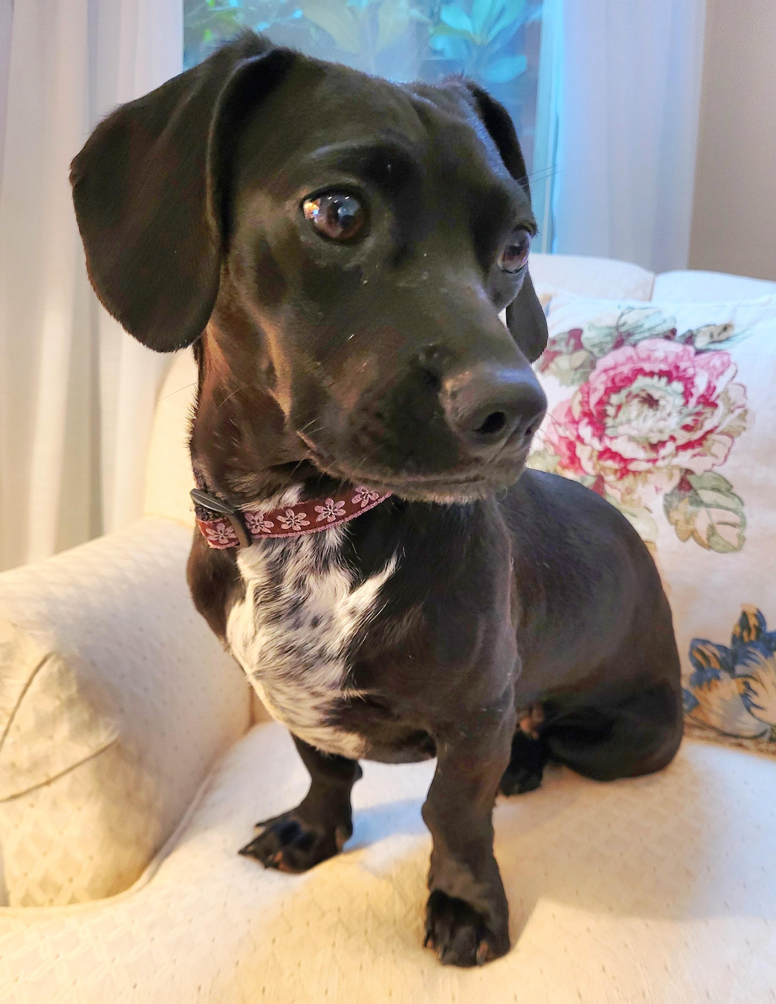 Enlarge DOTTIE, a Adoptable mixed breed in Barium Springs, NC image 4/6