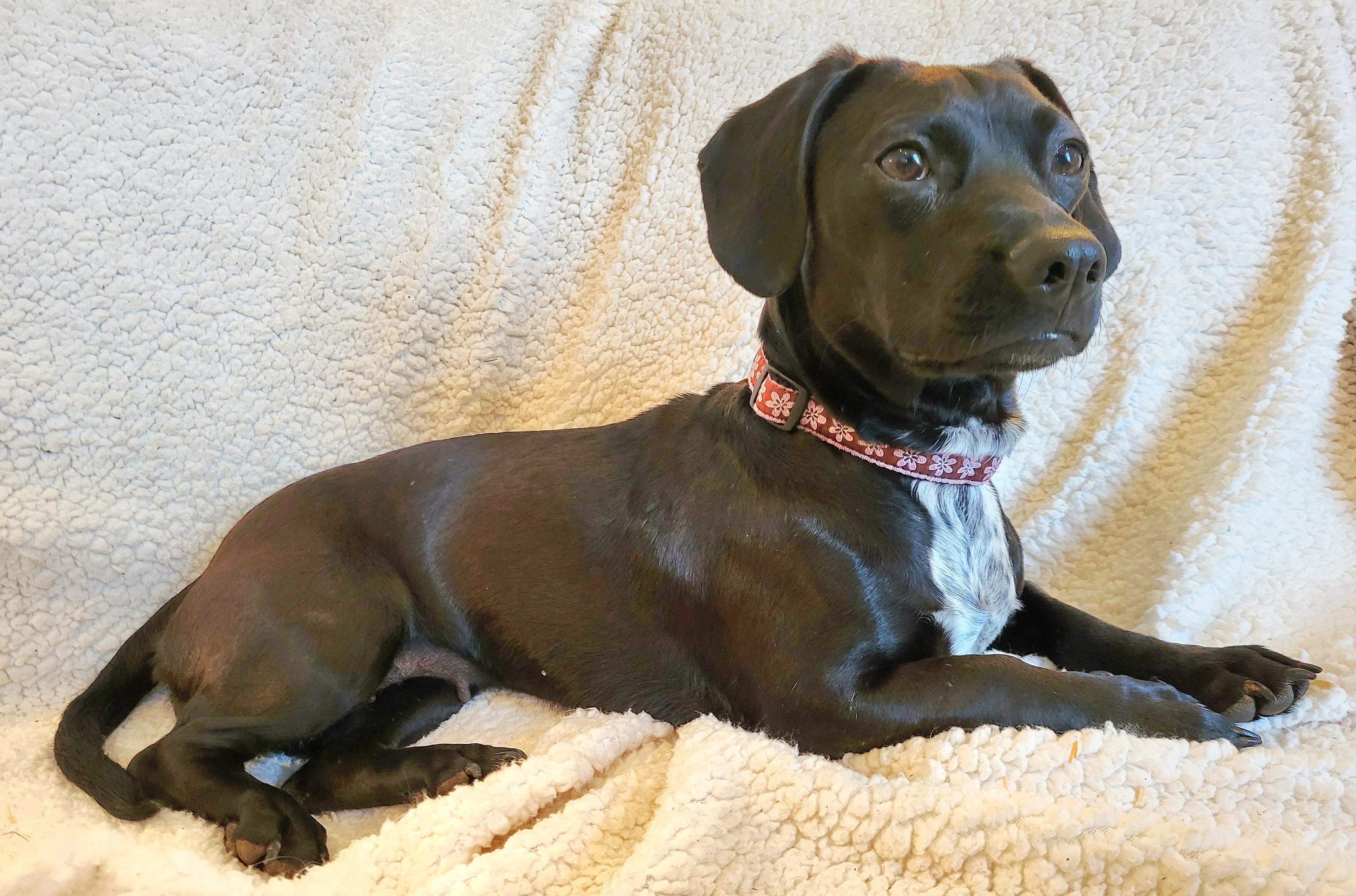 Enlarge DOTTIE, a Adoptable mixed breed in Barium Springs, NC image 5/6