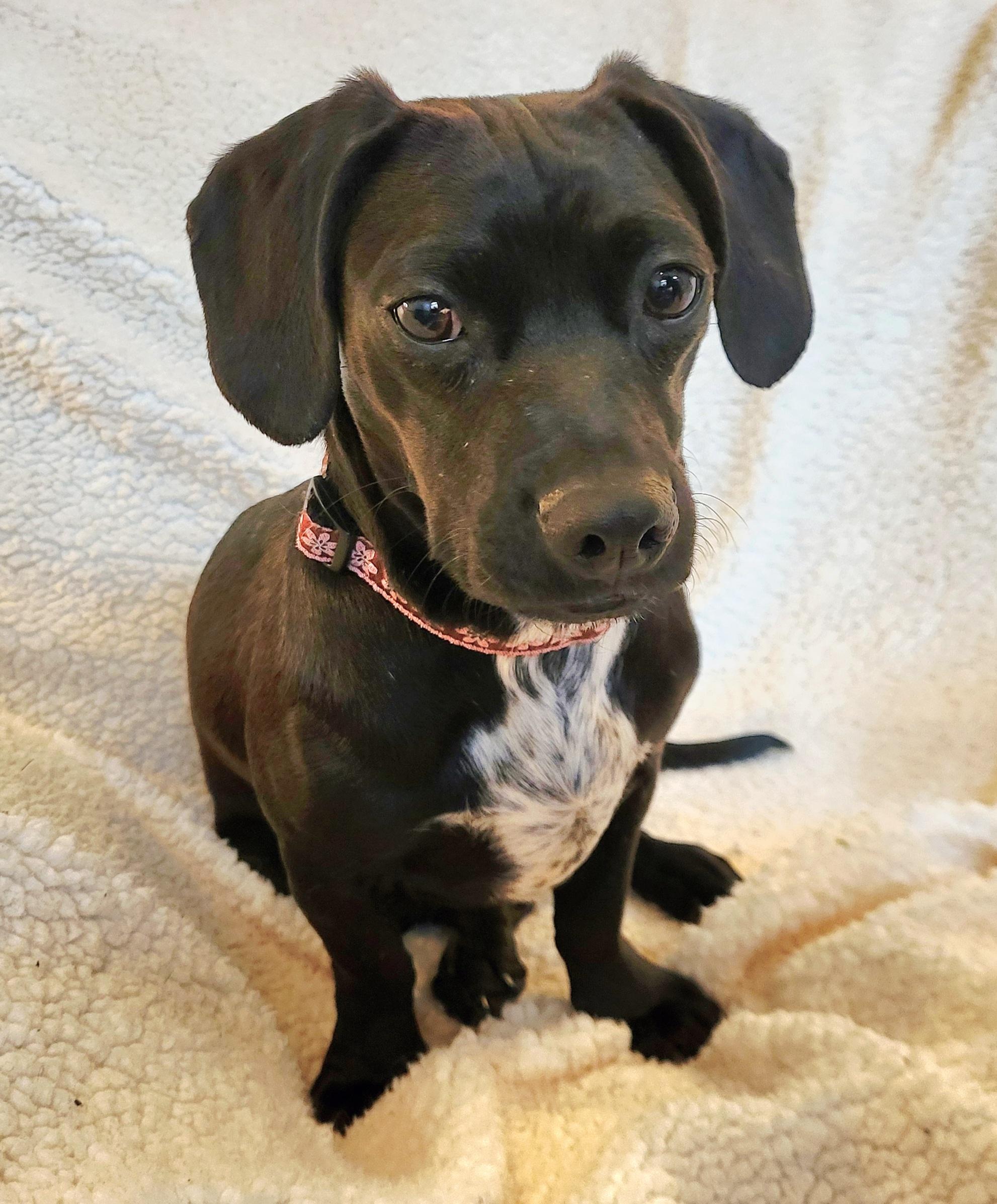 Enlarge DOTTIE, a Adoptable mixed breed in Barium Springs, NC image 6/6