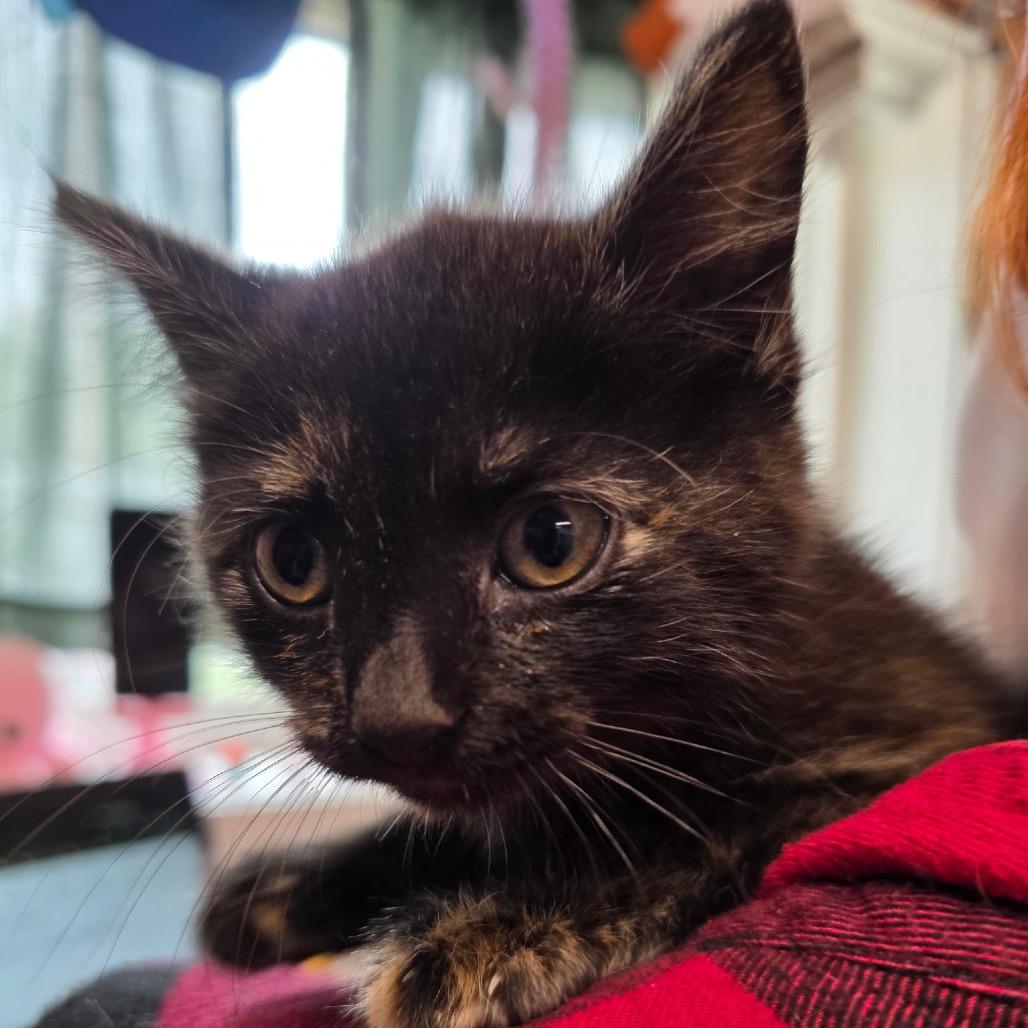 Enlarge Cheerio, a Adoptable Domestic Short Hair in Eureka Springs, AR image 1/1