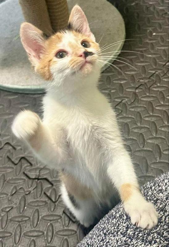 Tango, Adopted, Young Female Calico.