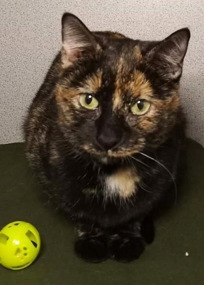 Lady Merlin, Adoptable, Adult Female Domestic Short Hair.