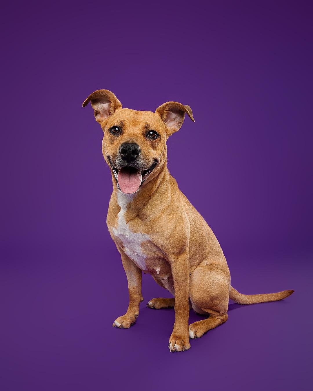 Enlarge Bridgette, an adoptable mixed breed in Hamilton, ON image 4/6