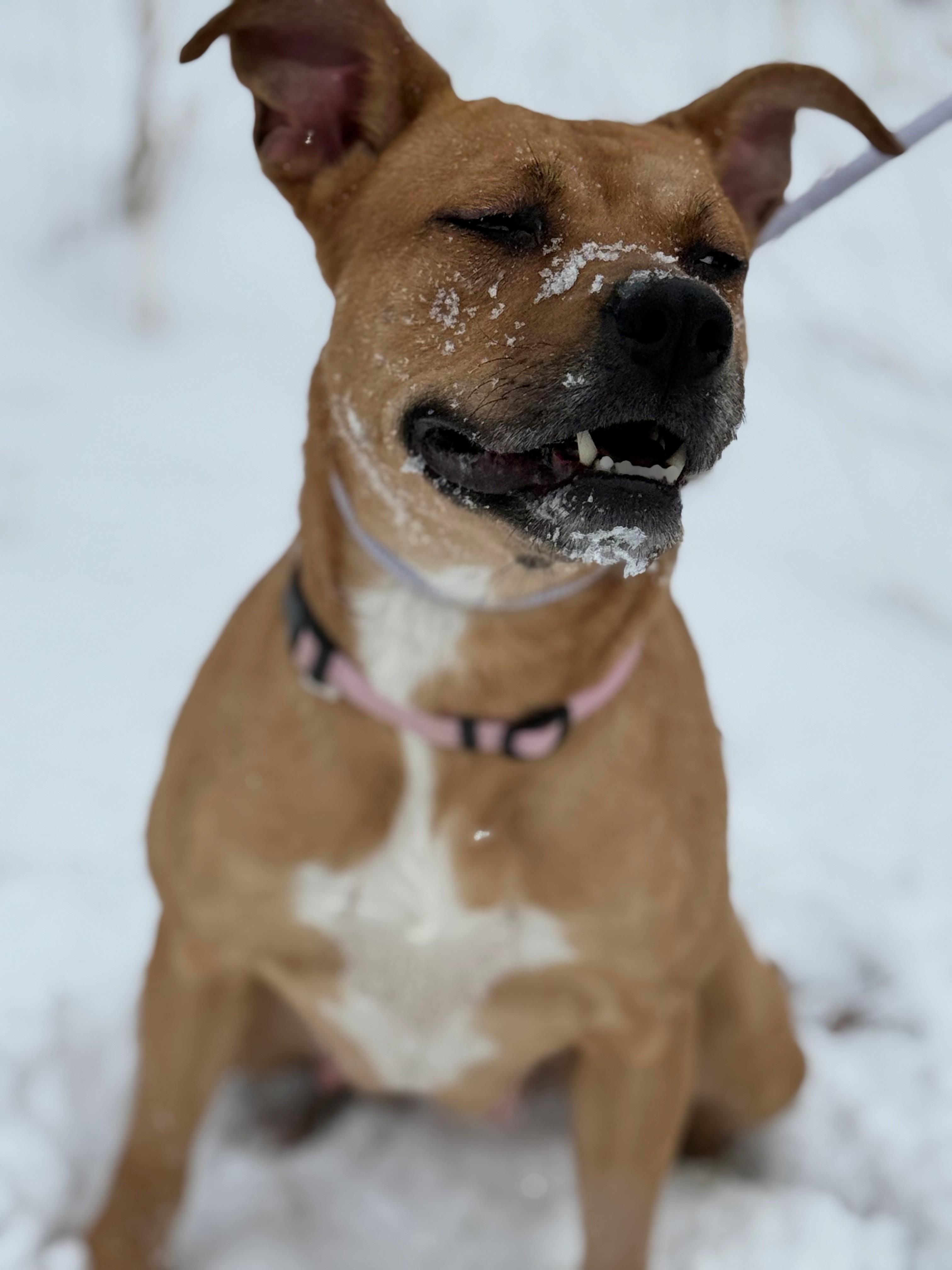 Enlarge Bridgette, an adoptable mixed breed in Hamilton, ON image 4/4
